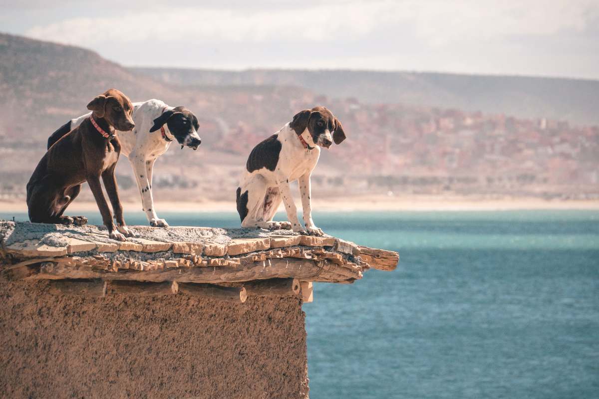 Viaje a Marruecos con Mascotas