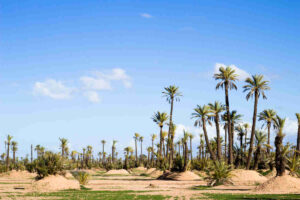 Palmeral de Marrakech